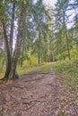 Russian forest in summer