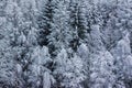 various treesin winter covered with snow background outside Royalty Free Stock Photo