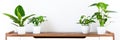 Various tropical houseplants in white ceramic pots on a shelf against white wall. Indoor home garden banner. Exotic house plants.