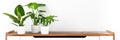 Various tropical houseplants in white ceramic pots on a shelf against white wall. Indoor home garden banner. Potted houseplants.