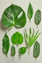 Various tropical leaves Royalty Free Stock Photo