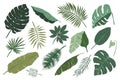 Various tropical leaves isolated on white background, monstera, palm and banana branches illustration, modern vector Royalty Free Stock Photo