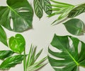 Various tropical leaves Royalty Free Stock Photo