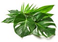 Various tropical leaves Royalty Free Stock Photo