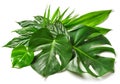 Various tropical leaves Royalty Free Stock Photo