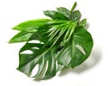 Various tropical leaves Royalty Free Stock Photo