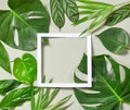 Various tropical leaves Royalty Free Stock Photo