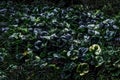 Various tropical plants, including ferns, blend to form a lush dark green backdrop with the large leaves of the Royalty Free Stock Photo