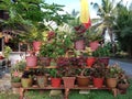 Various type of flowers and plants in flower rack nicely arranged