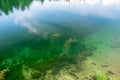 Various types of algae in clear clear water in the coastal area of the lake with a sandy bottom. Background