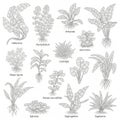 Various types of aquatic plants Royalty Free Stock Photo