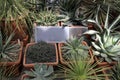 Various types of Asphodelaceae potted plants in botanical garden