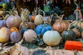 Various types of beautiful pumpkins with various colors