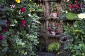 Various types of blooming begonias stand on wooden shelves surrounded by ferns, primroses, ivy and ornamental plants