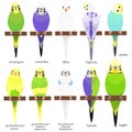 Various types of Budgie