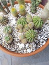 Various types of cactus in clay pots, Royalty Free Stock Photo