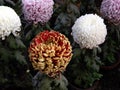 Various types of Chrysanthemum flowers bloomed in my garden in Burdwan, West Bengal, India.