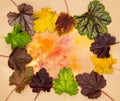 Various types of coral bells heuchera leaves frosted violet obsidian caramel green space etc. For ornamental flowerbed flower