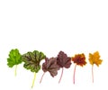 Various types of coral bells heuchera leaves frosted violet obsidian caramel green space etc. For ornamental flowerbed