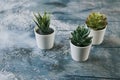 Various types of echeveria, havortia succulent house plants in clay pots on background. Scandinavian hipster home