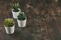 Various types of echeveria, havortia succulent house plants in clay pots on background. Scandinavian hipster home