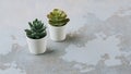 Various types of echeveria, havortia succulent house plants in clay pots on background. Scandinavian hipster home