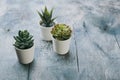 Various types of echeveria, havortia succulent house plants in clay pots on background. Scandinavian hipster home