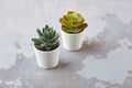 Various types of echeveria, havortia succulent house plants in clay pots on background. Scandinavian hipster home