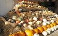 Various types of edible pumpkins or squashes arranged in rows on a pyramid made of straw cubes on a farm.