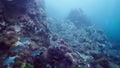 Various types of fish coexist swimming among corals