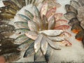 various types of fish displayed in a circle