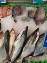 Various types of Fresh frozen fish in the market