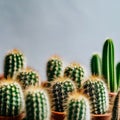 Various types of green cacti in clay pots on a gray-blue background. Royalty Free Stock Photo