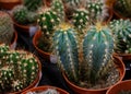 Various types of green cactus pots in the shop, close up Royalty Free Stock Photo
