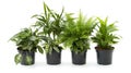 Various types of indoor green plants displayed in black pots, showcasing a range of leaf shapes and plant structures Royalty Free Stock Photo