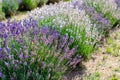 Various types of lavender in a row Royalty Free Stock Photo