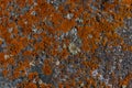 Various types of lichen covering rough rock surface outdoors Royalty Free Stock Photo