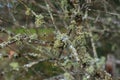 Various lichens growing on branches