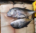 various types of marine fish sold in traditional markets