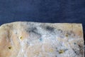 A variety of mold fungi on a loaf of bread. Mold growing on a loaf of bread indicates rotting and spoiled food in the Royalty Free Stock Photo