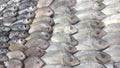 Various types of sea fish in the market. baronang, tuna, mackarel