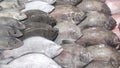Various types of sea fish in the market. baronang, tuna, mackarel