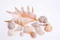 Various types of sea shells isolated on white background Royalty Free Stock Photo