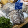 types of seafood for sale in the local market. Day boat John Dory Fish