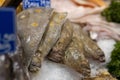 Various types of seafood for sale in the local market.