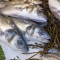 types of seafood for sale in the local market. Dorade at fish market at Borough market