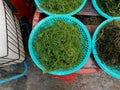 Various types of seaweed displayed for sale in typical South Korean market Royalty Free Stock Photo