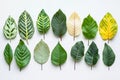 Various types of seedling leaves are arranged in an artistic layout. The vivid colors and intricate patterns highlight Royalty Free Stock Photo