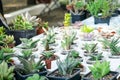 Various types of succulent plant pot - echeveria, sempervivum, f Royalty Free Stock Photo