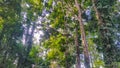 Various types of trees grow towering in the tropical forests of Papua